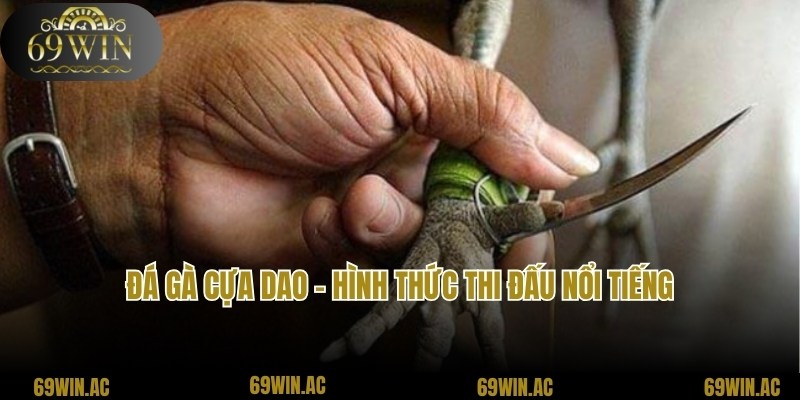 Đá Gà Cựa Dao - Hình Thức Thi Đấu Phổ Biến Top 1 Tại 69win